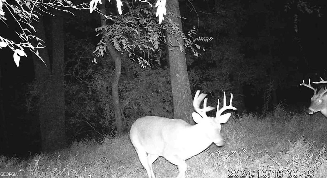 3 Bunch Road Tignall, GA 30668 - Photo 49 of 51 a view of a backyard