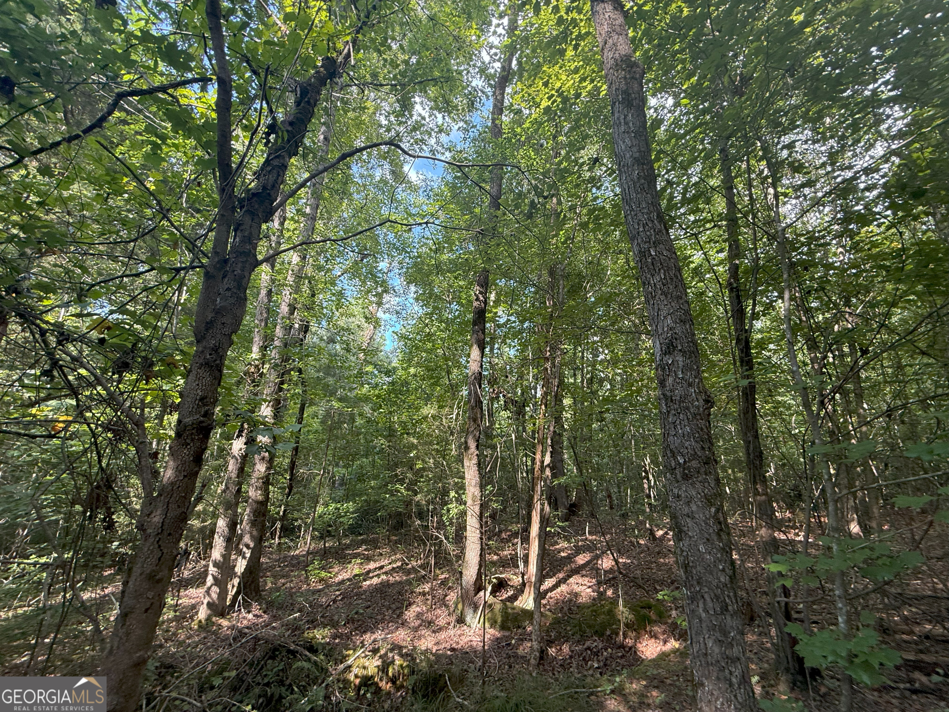 3 Bunch Road Tignall, GA 30668 - Photo 6 of 51 a view of a forest