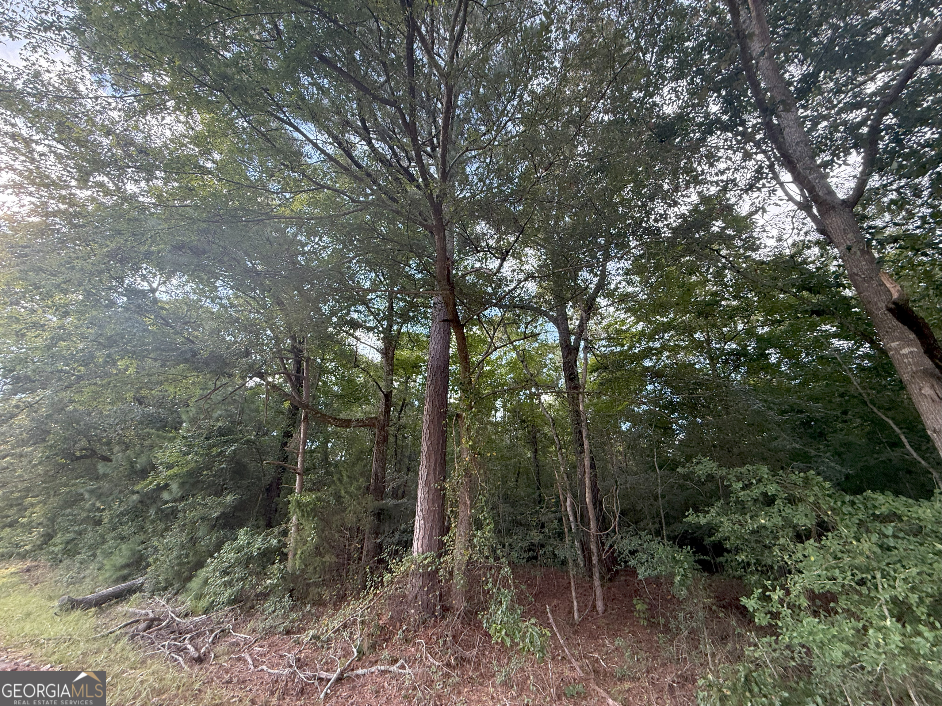 3 Bunch Road Tignall, GA 30668 - Photo 7 of 51 a view of forest