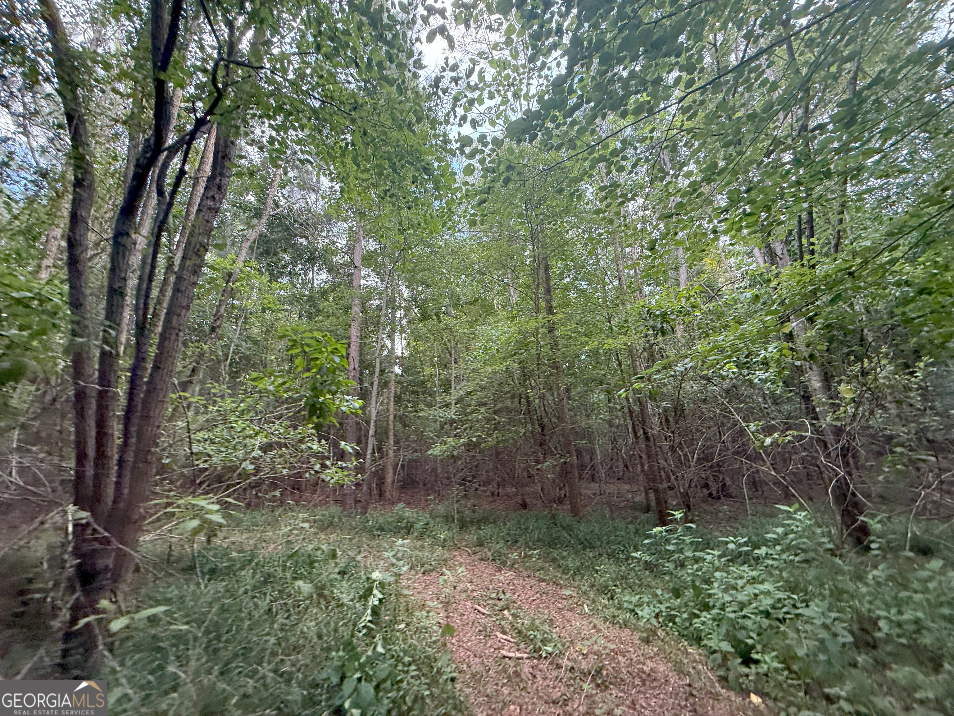 3 Bunch Road Tignall, GA 30668 - Photo 9 of 51 a view of a forest that has large trees