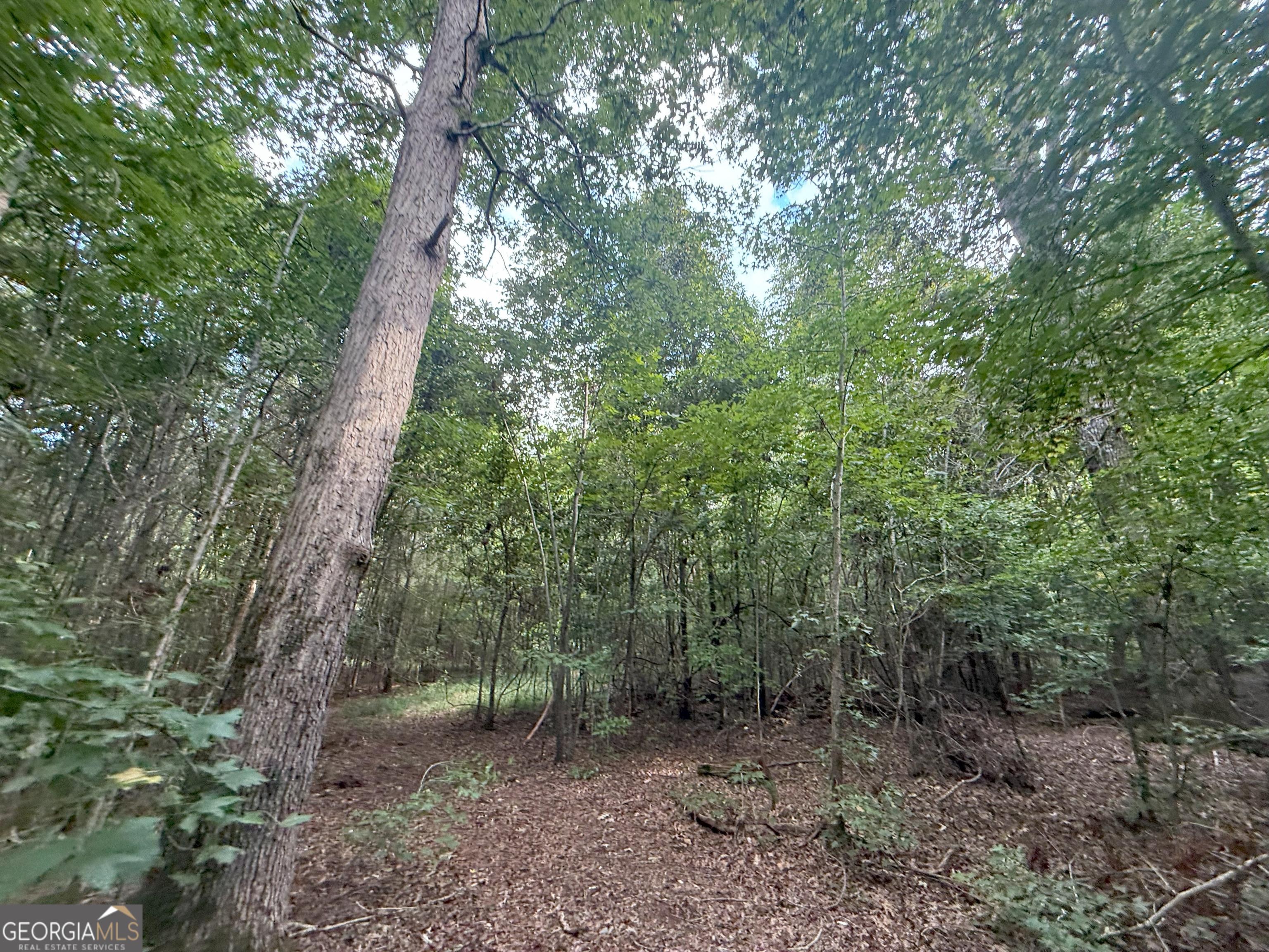 3 Bunch Road Tignall, GA 30668 - Photo 10 of 51 a view of a forest with trees in the background