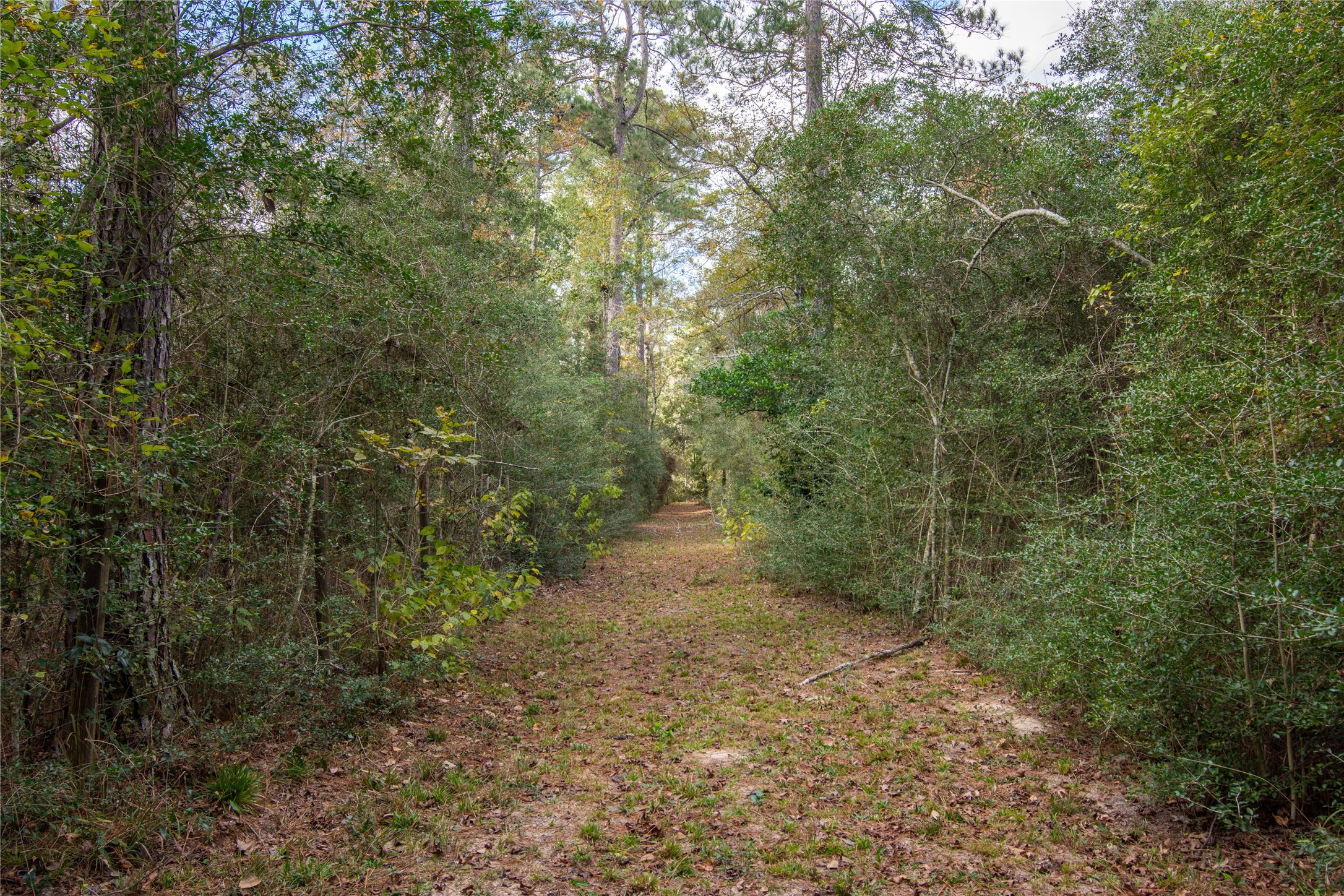 1080 Hill Road Willis, TX 77378 - Photo 27 of 33 a view of a forest with trees in the background