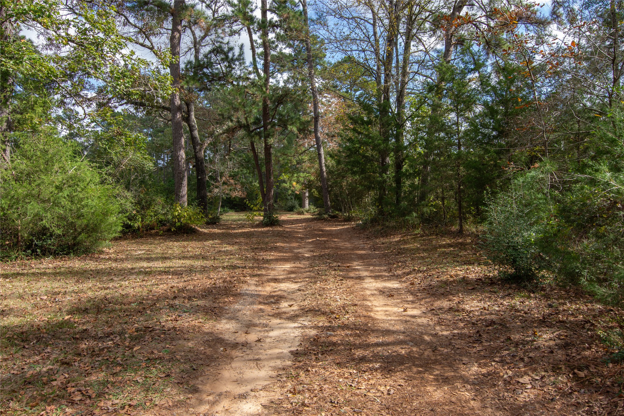 1080 Hill Road Willis, TX 77378 - Photo 31 of 33 a view of outdoor space with trees