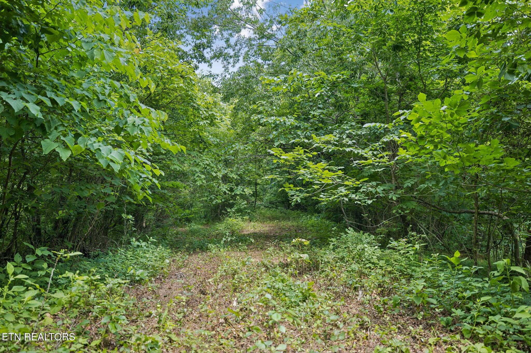0 Knob Road Rutledge, TN 37861 - Photo 21 of 46