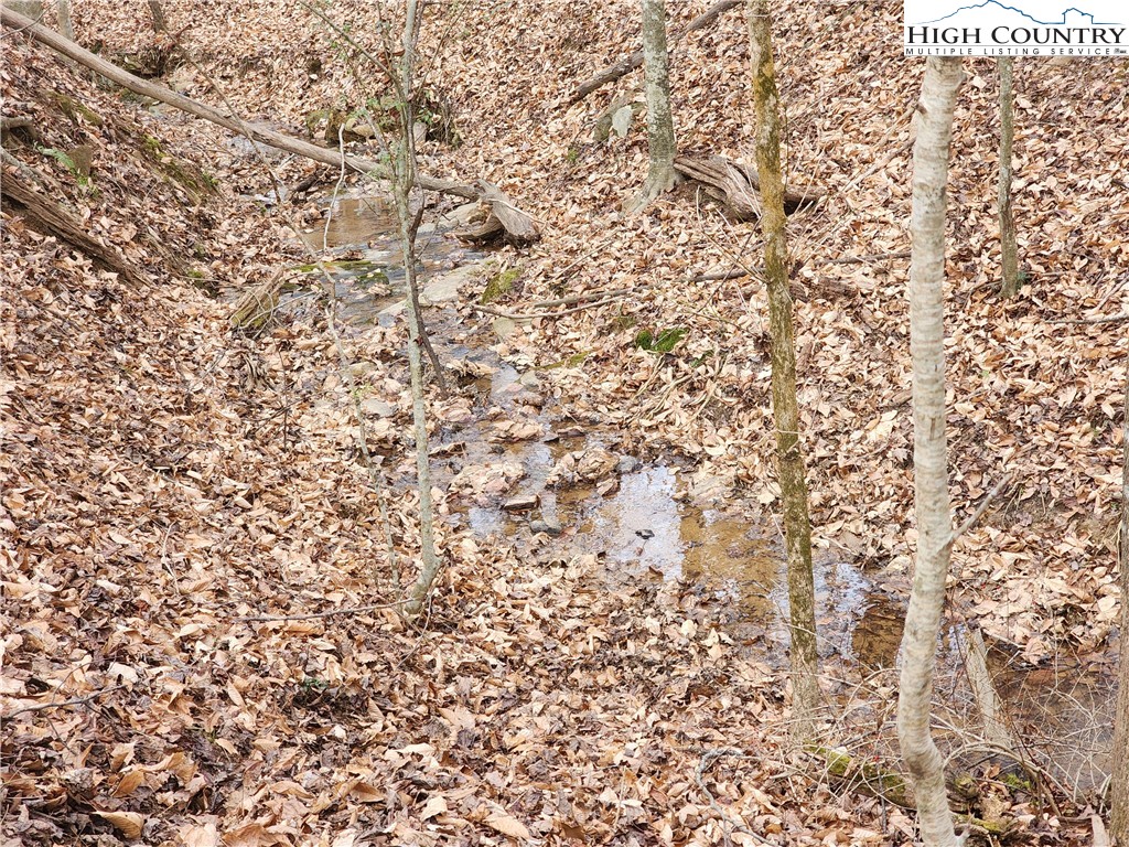 865 Armory Road North Wilkesboro, NC 28659 - Photo 35 of 40 a close up of a plant
