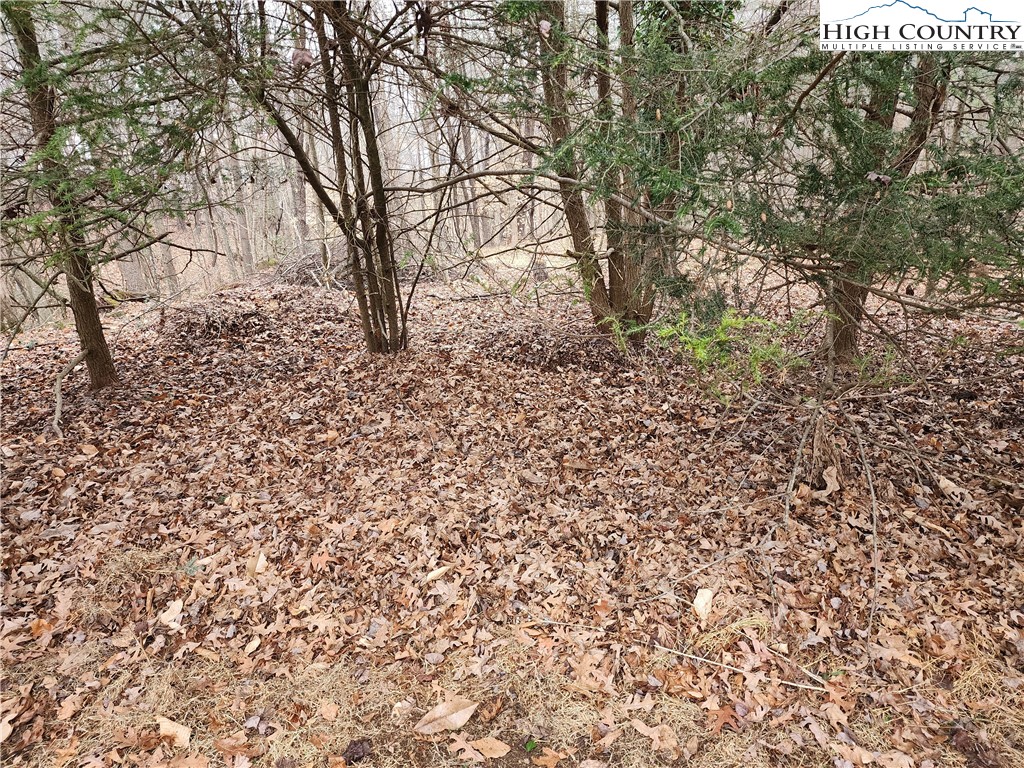 865 Armory Road North Wilkesboro, NC 28659 - Photo 36 of 40 a view of a yard with large trees