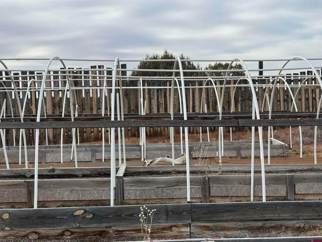 a view of a dry yard with wooden fence