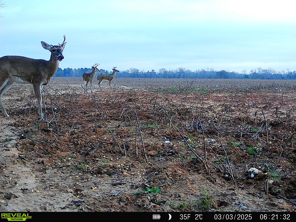 0 Macedonia Ch Road Columbia, AL 36319 - Photo 47 of 61