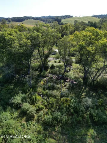 a view of a forest with a lush green forest