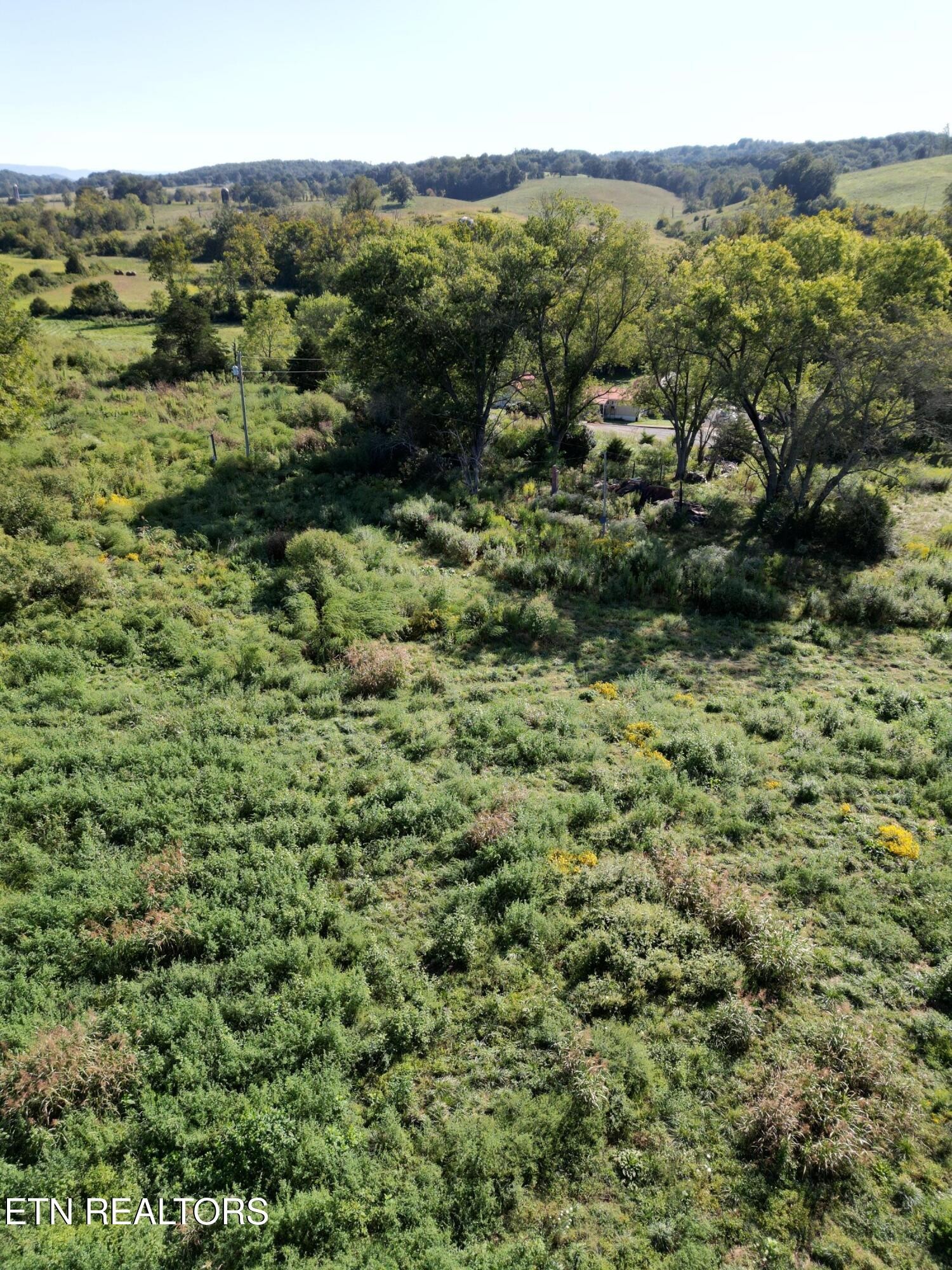 317 Singleton Hollow Road Speedwell, TN 37870 - Photo 9 of 16 a view of a forest with a lush green forest