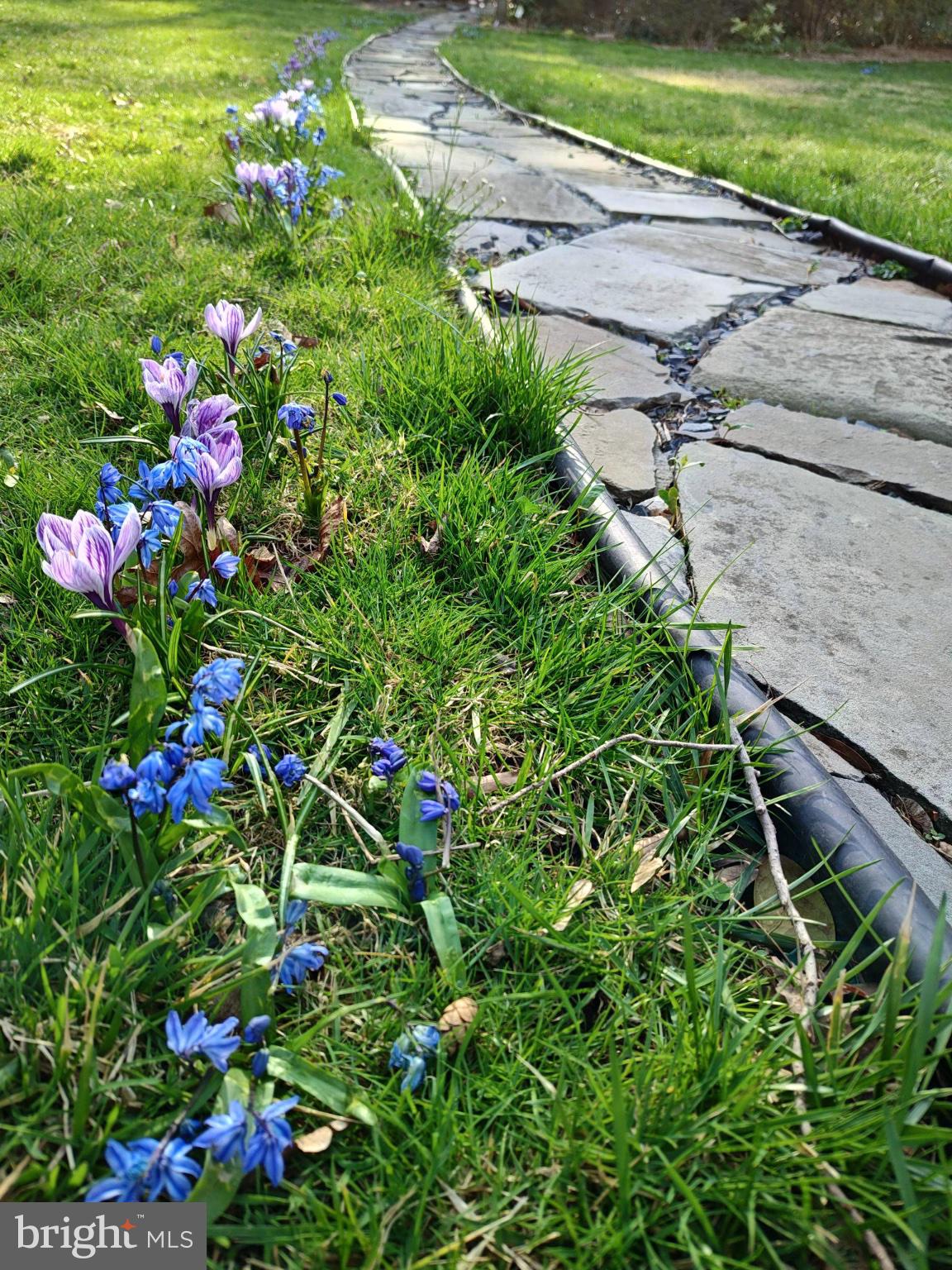 443 High Street Mount Holly, NJ 08060 - Photo 39 of 42 Charming path lined with spring blooms.