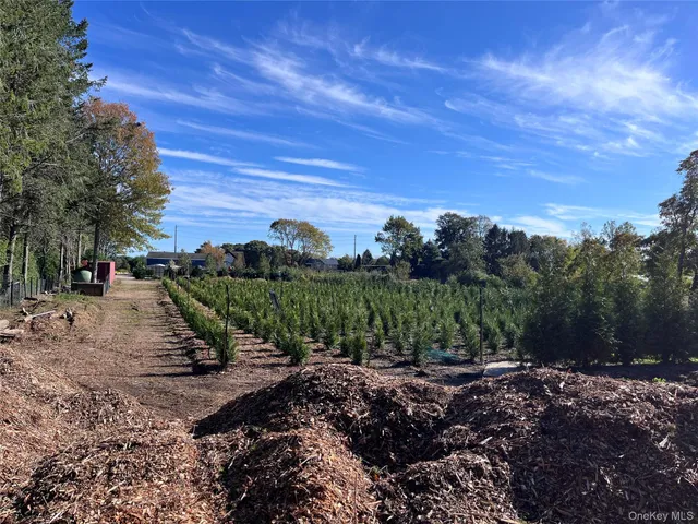 a view of a park with large trees