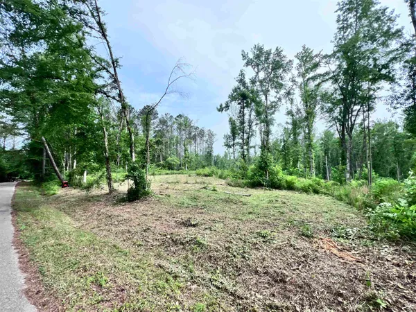 a view of a yard with plants and trees