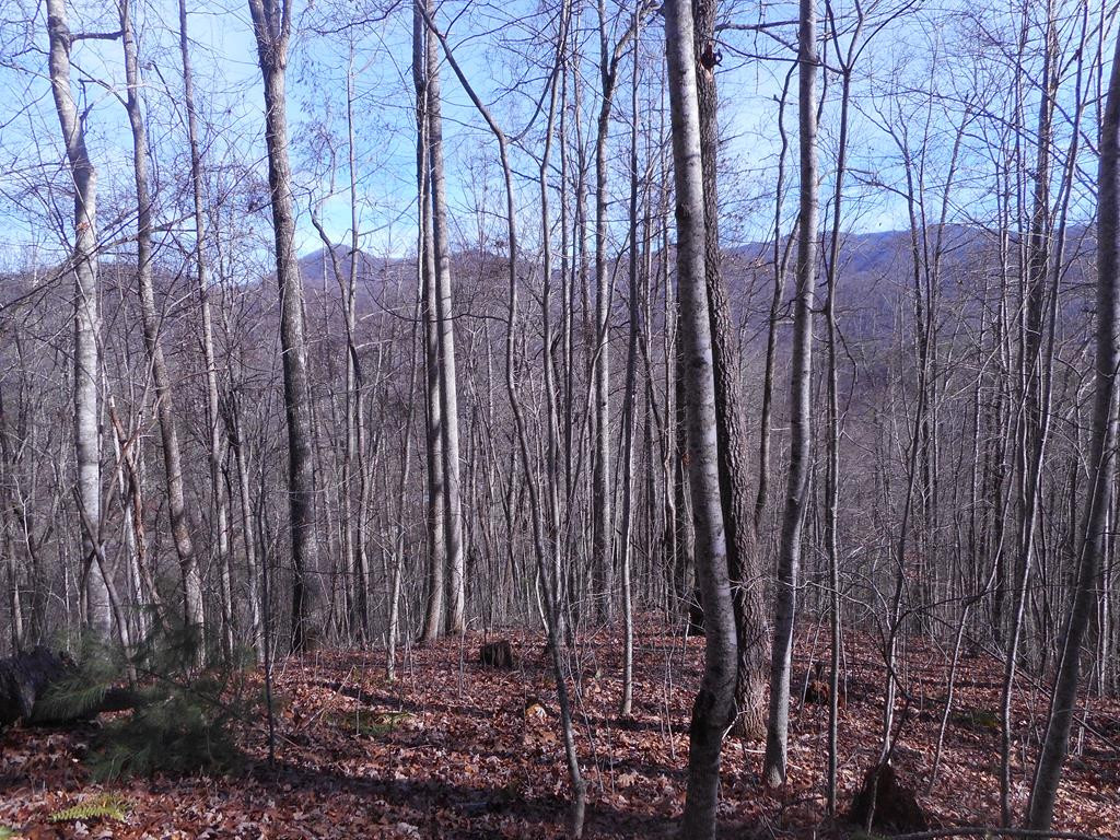 1218 Pinhook Road Robbinsville, NC 28771 - Photo 11 of 12