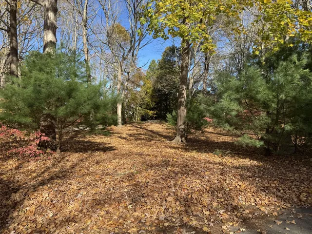 a view of a yard with plants and trees
