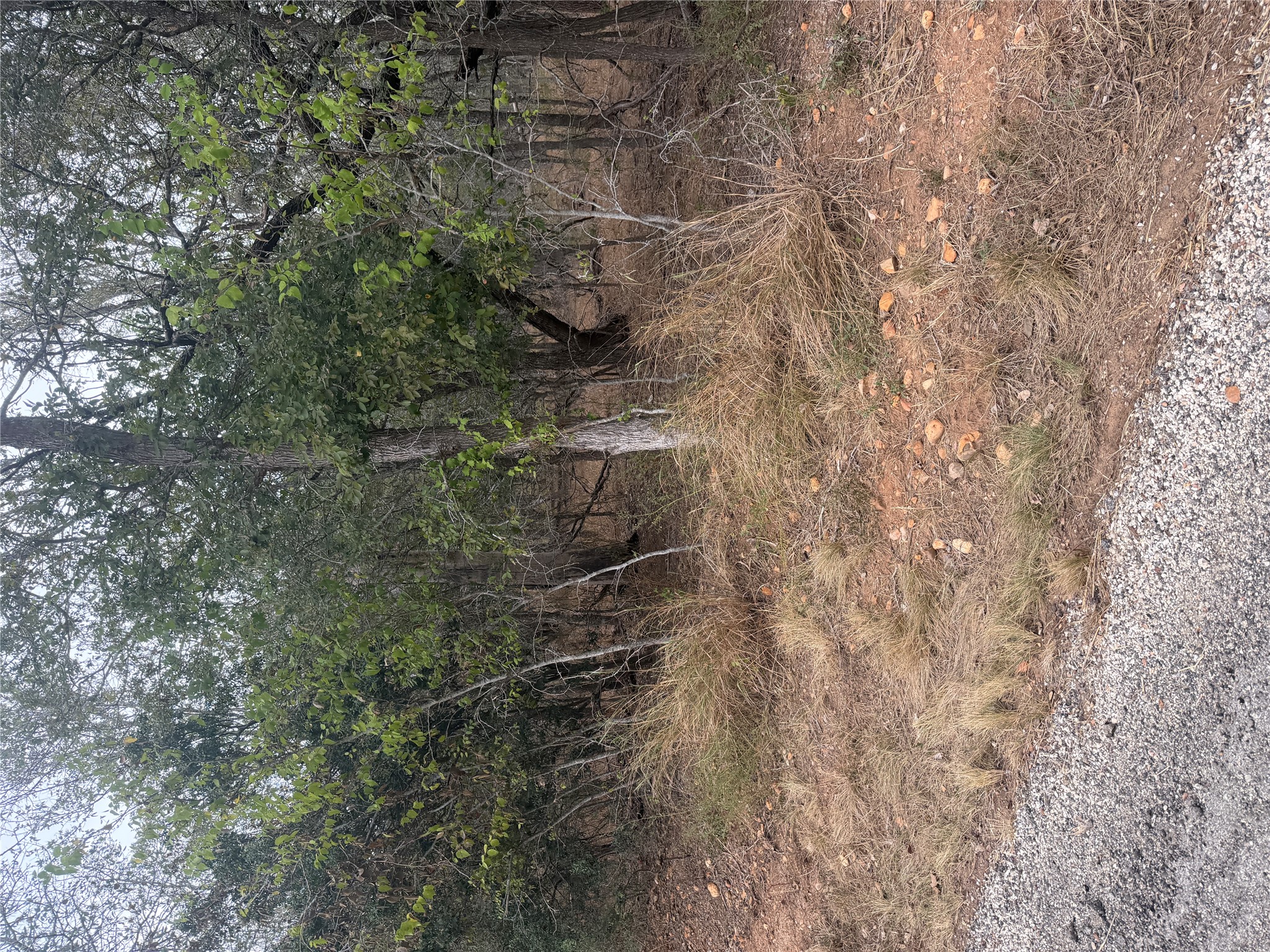 298 Riverside Drive Bastrop, TX 78602 - Photo 1 of 7 Mature trees and native vegetation define this natural wooded lot.