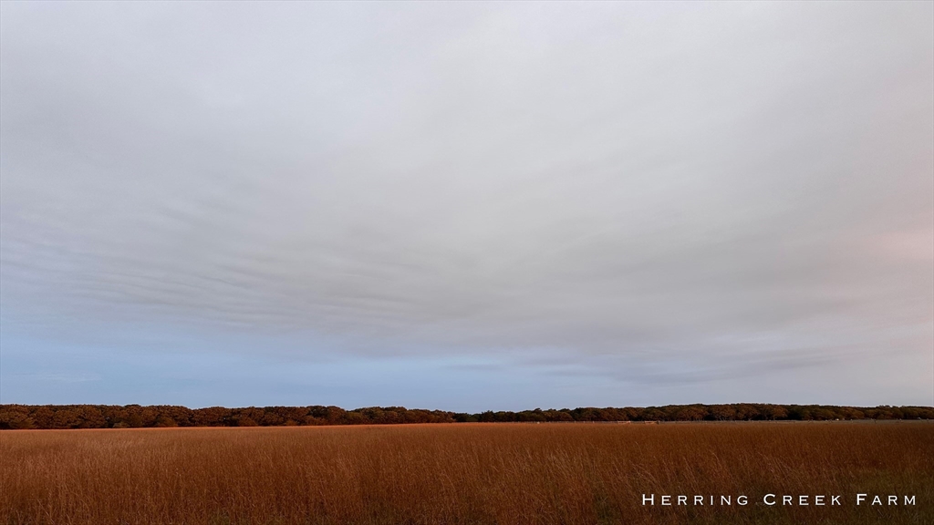 61 Butler's Cove Road Edgartown, MA 02539 - Photo 24 of 26