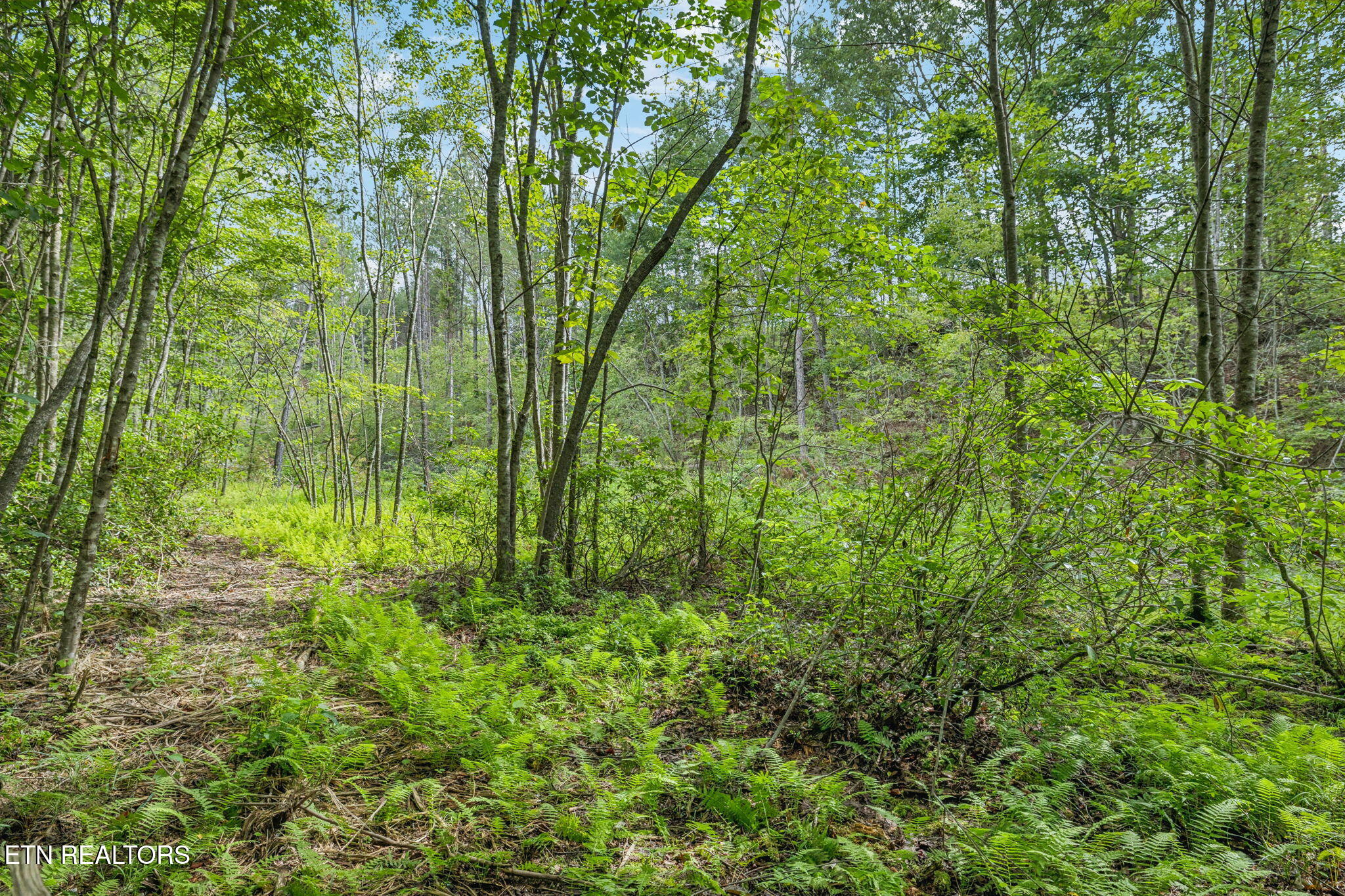 Burville Rd Road Sunbright, TN 37872 - Photo 11 of 34 Pigeon130_16