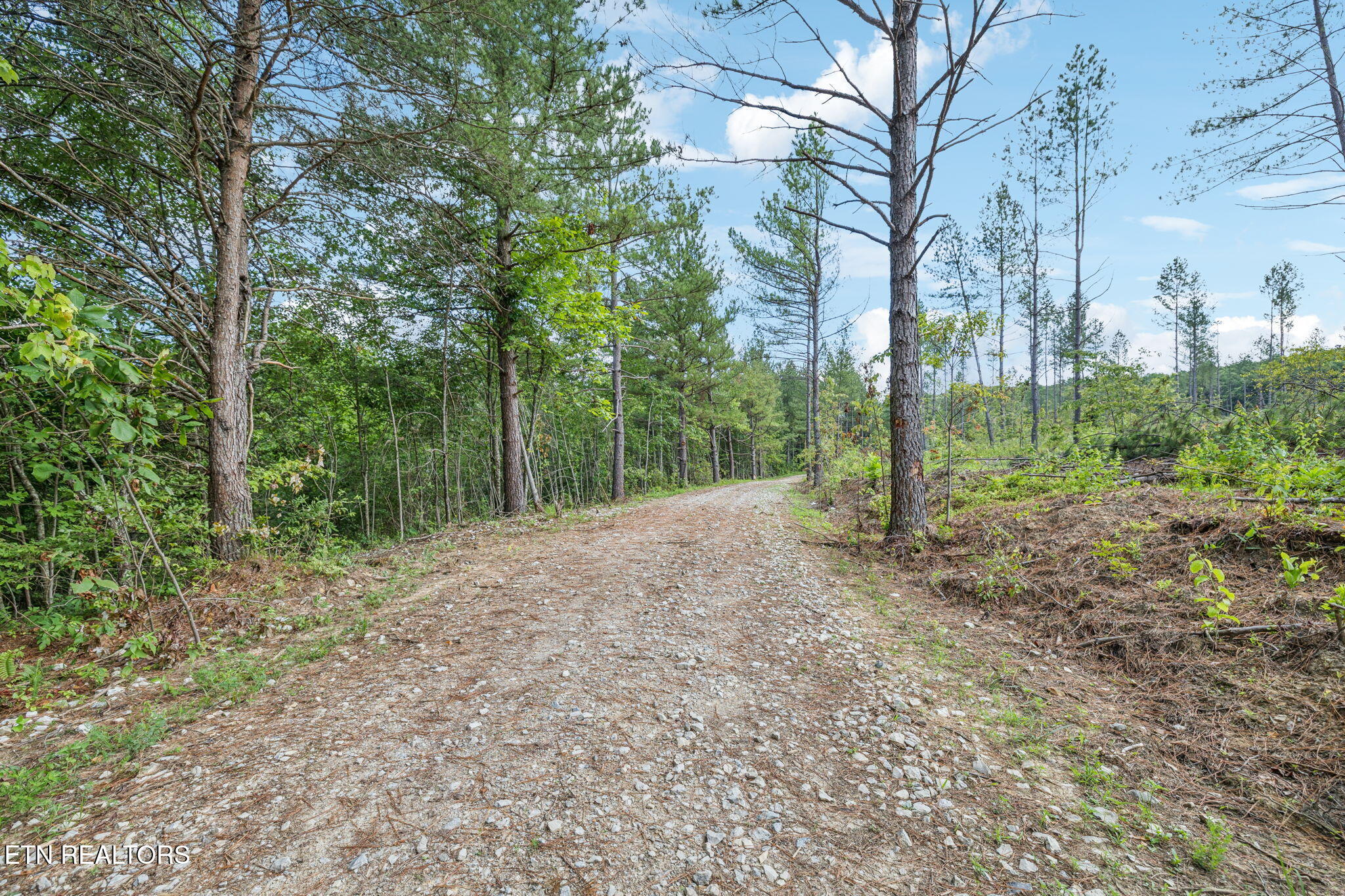 Burville Rd Road Sunbright, TN 37872 - Photo 13 of 34 Pigeon130_18