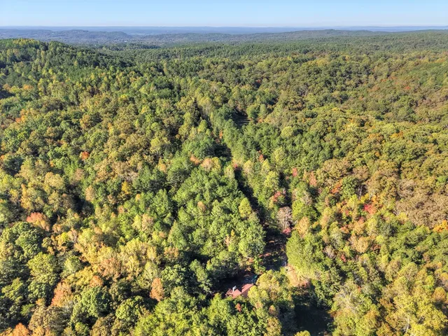 a close up of a tree
