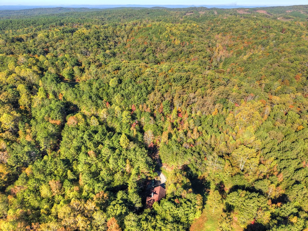 523 Long Branch Road Ranger, GA 30734 - Photo 49 of 56 a view of a yard with an outdoor space