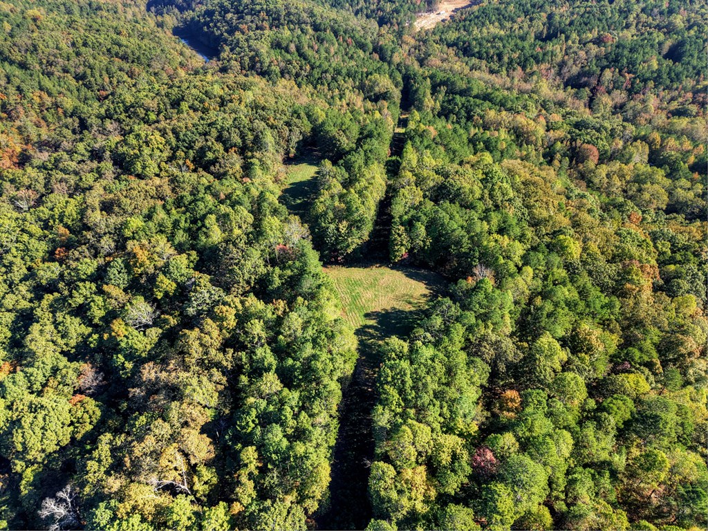 523 Long Branch Road Ranger, GA 30734 - Photo 50 of 56 a view of a tree