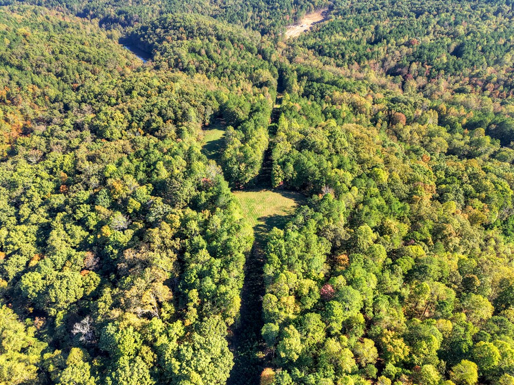 523 Long Branch Road Ranger, GA 30734 - Photo 51 of 56 a view of a tree with a tree