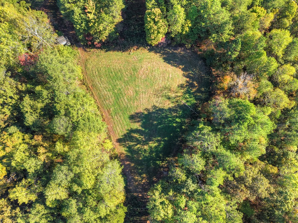 523 Long Branch Road Ranger, GA 30734 - Photo 8 of 56 a close up of a tree