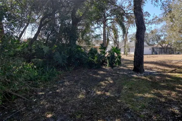 a view of a yard with large trees