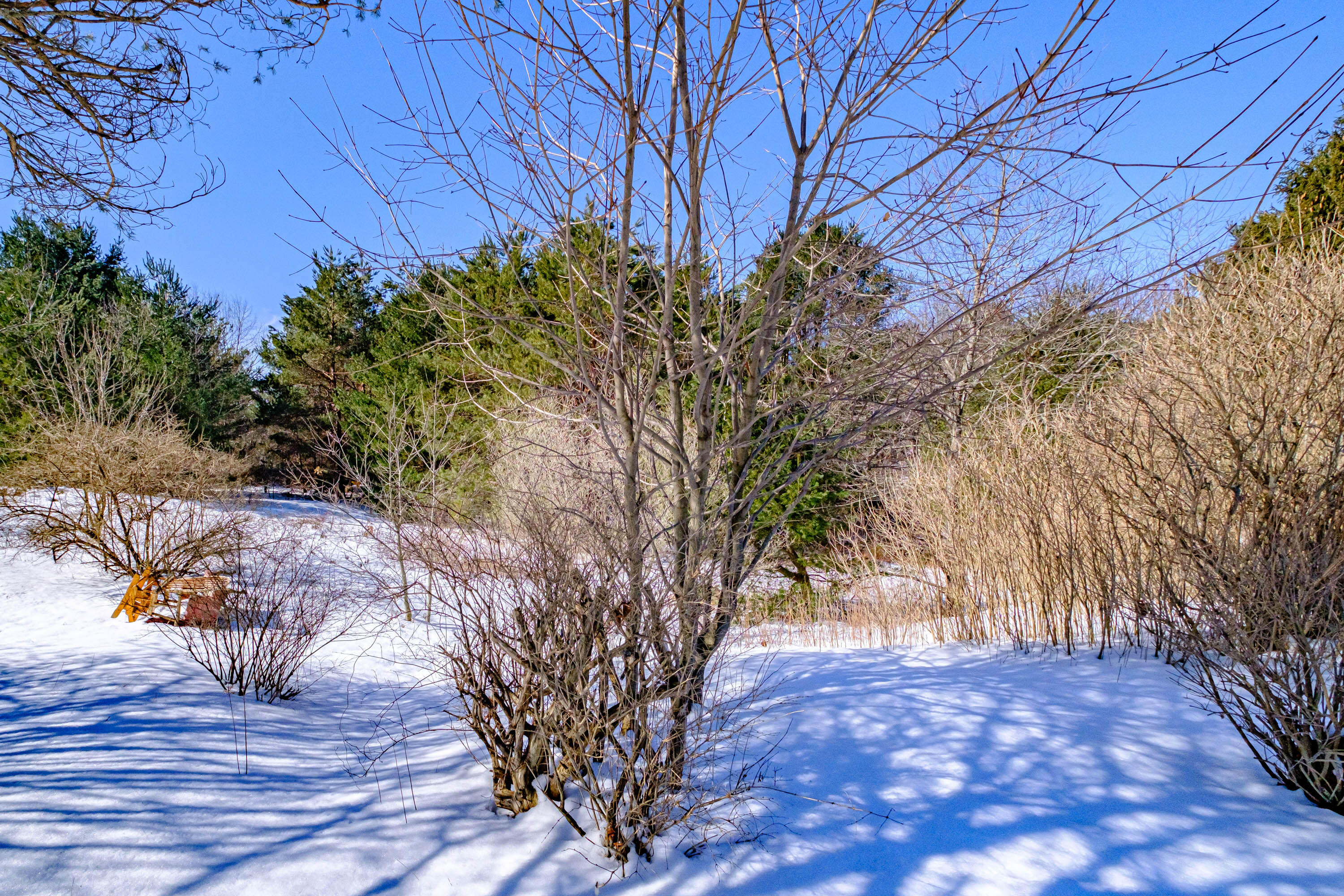27 Vernon Road Cape Elizabeth, ME 04107 - Photo 41 of 45 Backyard