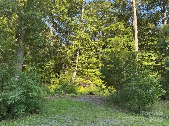 a view of a lush green forest
