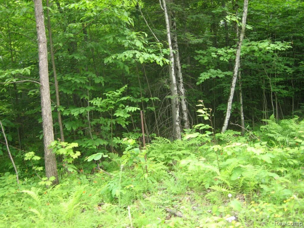11326 South Hulbert Road Hulbert, MI 49748 - Photo 10 of 43 019.jpg