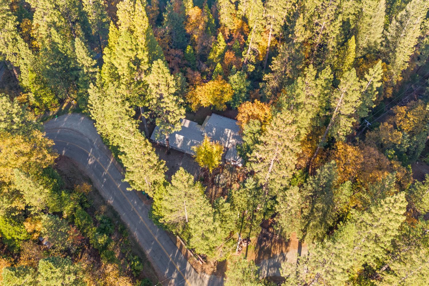 13139 North Meadow View Drive Grass Valley, CA 95945 - Photo 63 of 68 a picture of tree