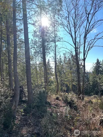 a view of a forest with trees