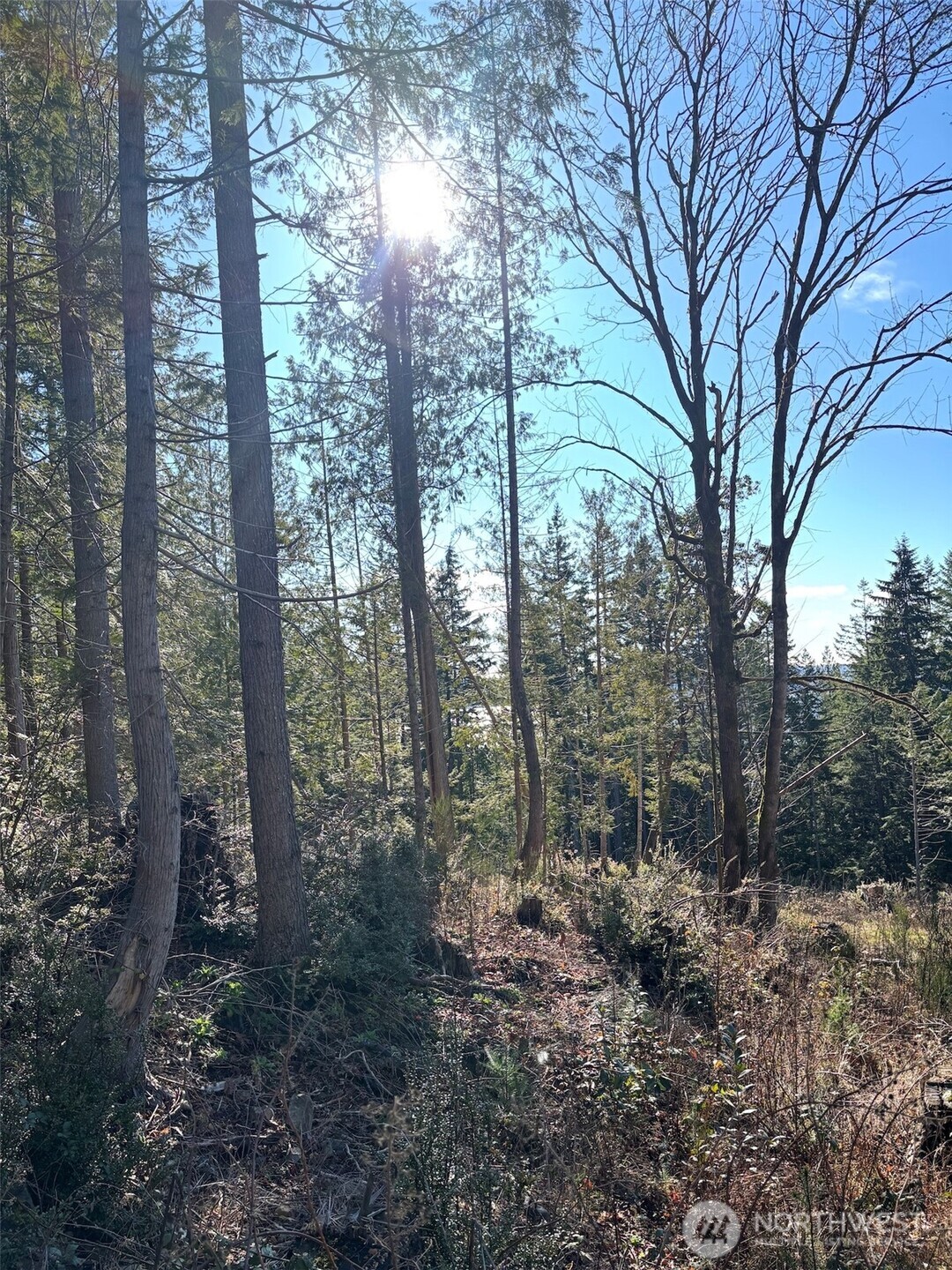 1 Yashi Road Brinnon, WA 98320 - Photo 1 of 6 a view of a forest with trees