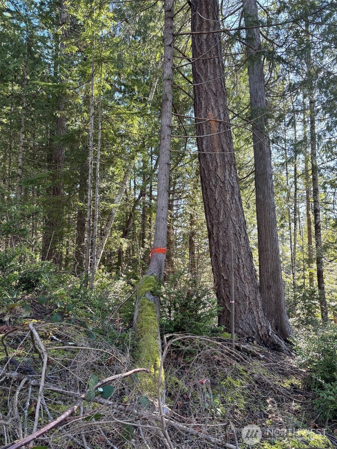 1 Yashi Road Brinnon, WA 98320 - Photo 2 of 6 a backyard of a house with lots of green space