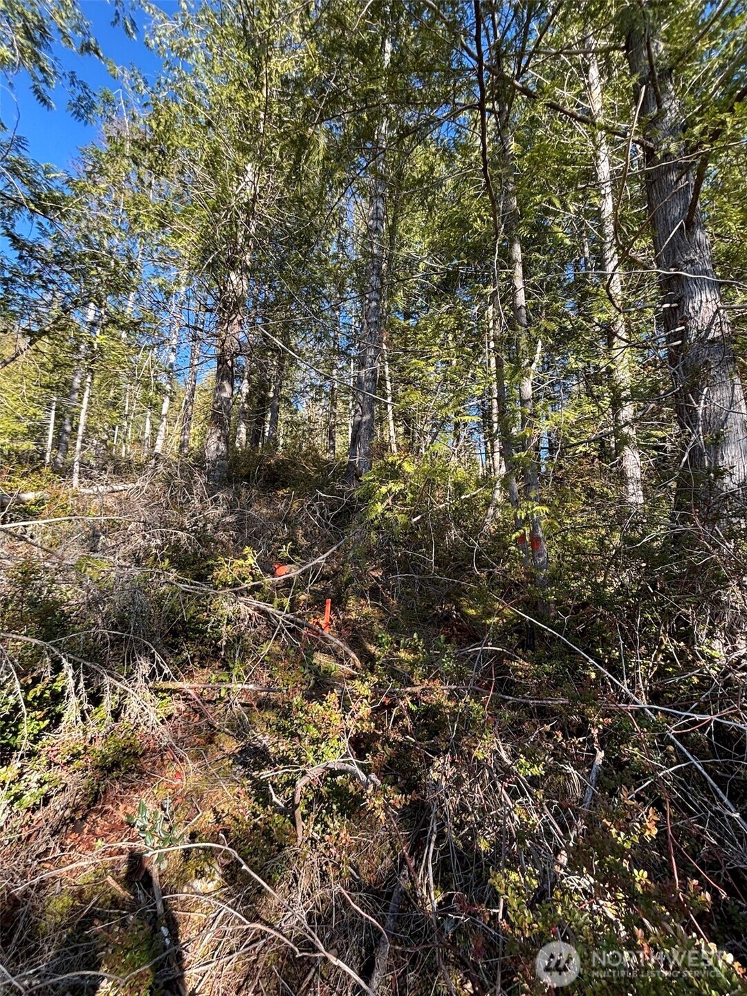1 Yashi Road Brinnon, WA 98320 - Photo 4 of 6 a view of a tree with a yard