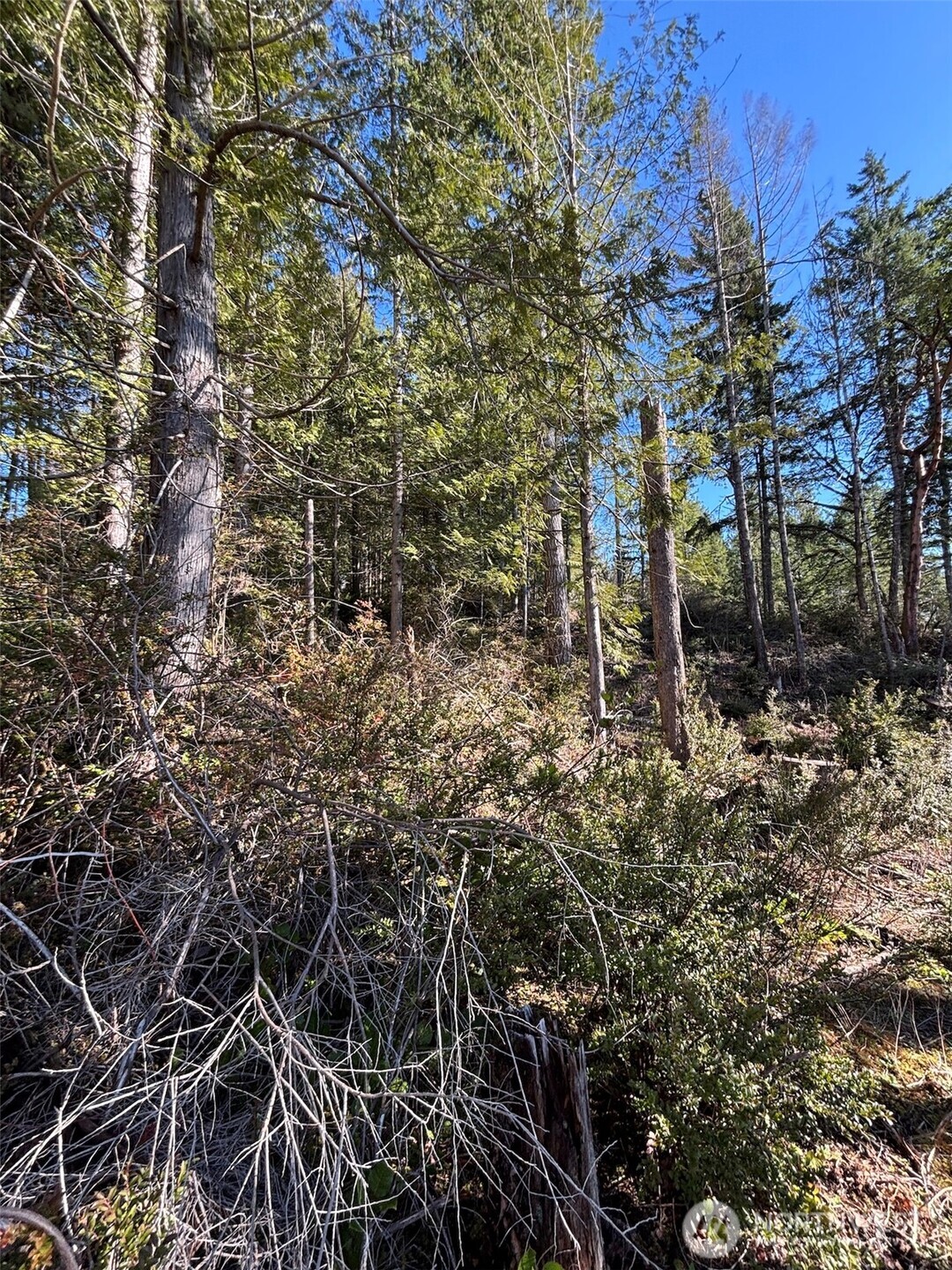 1 Yashi Road Brinnon, WA 98320 - Photo 5 of 6 a backyard of a house with lots of trees