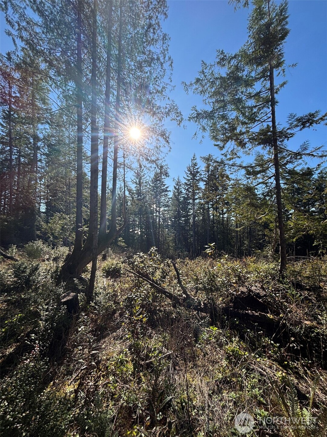 1 Yashi Road Brinnon, WA 98320 - Photo 6 of 6 a view of a yard with a tree