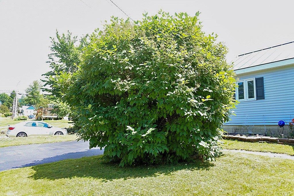 114 Curtis Avenue Rutland, VT 05701 - Photo 7 of 39 Gallery Image 7
