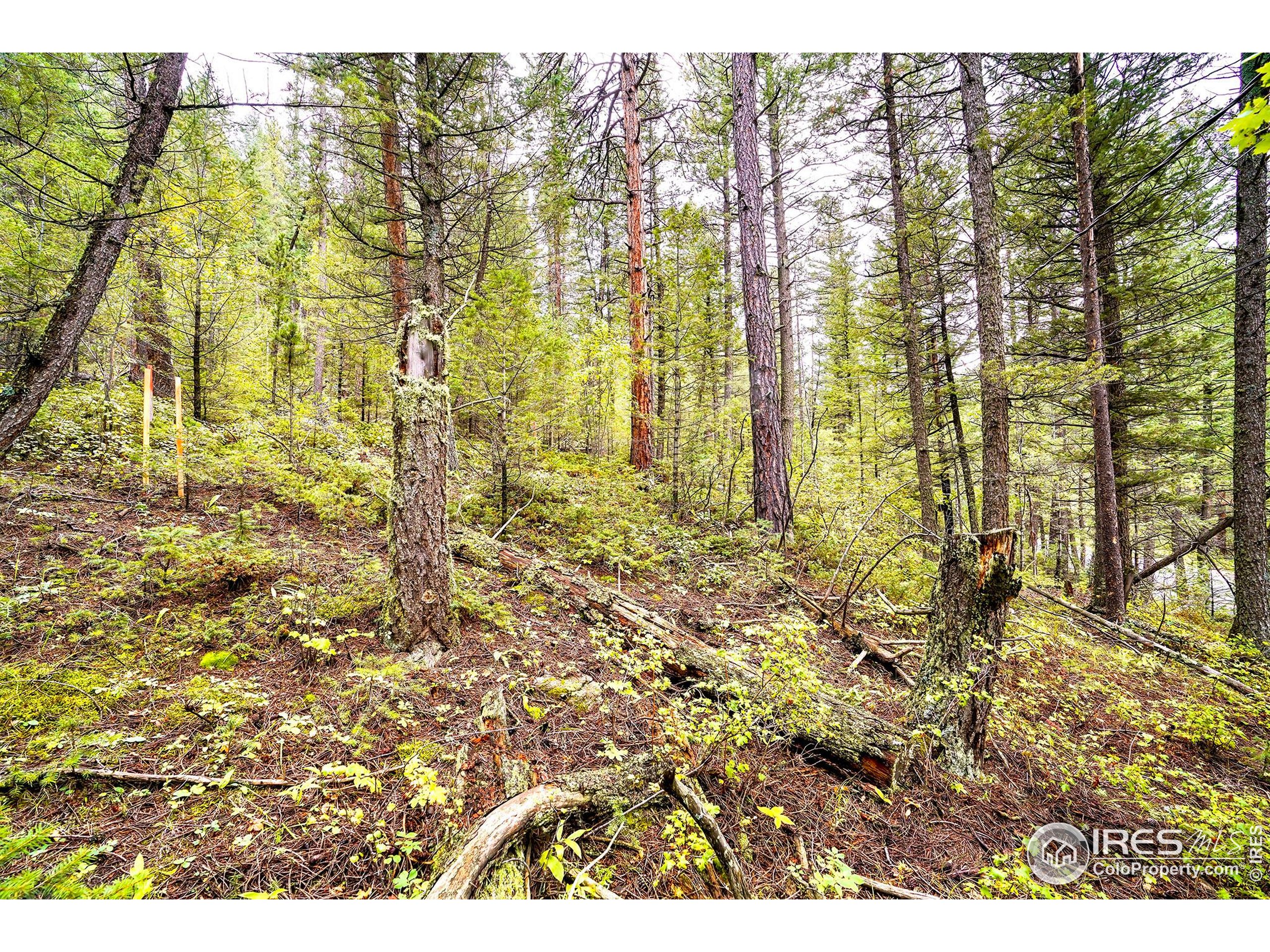 10862 Twin Spruce Road Golden, CO 80403 - Photo 1 of 15