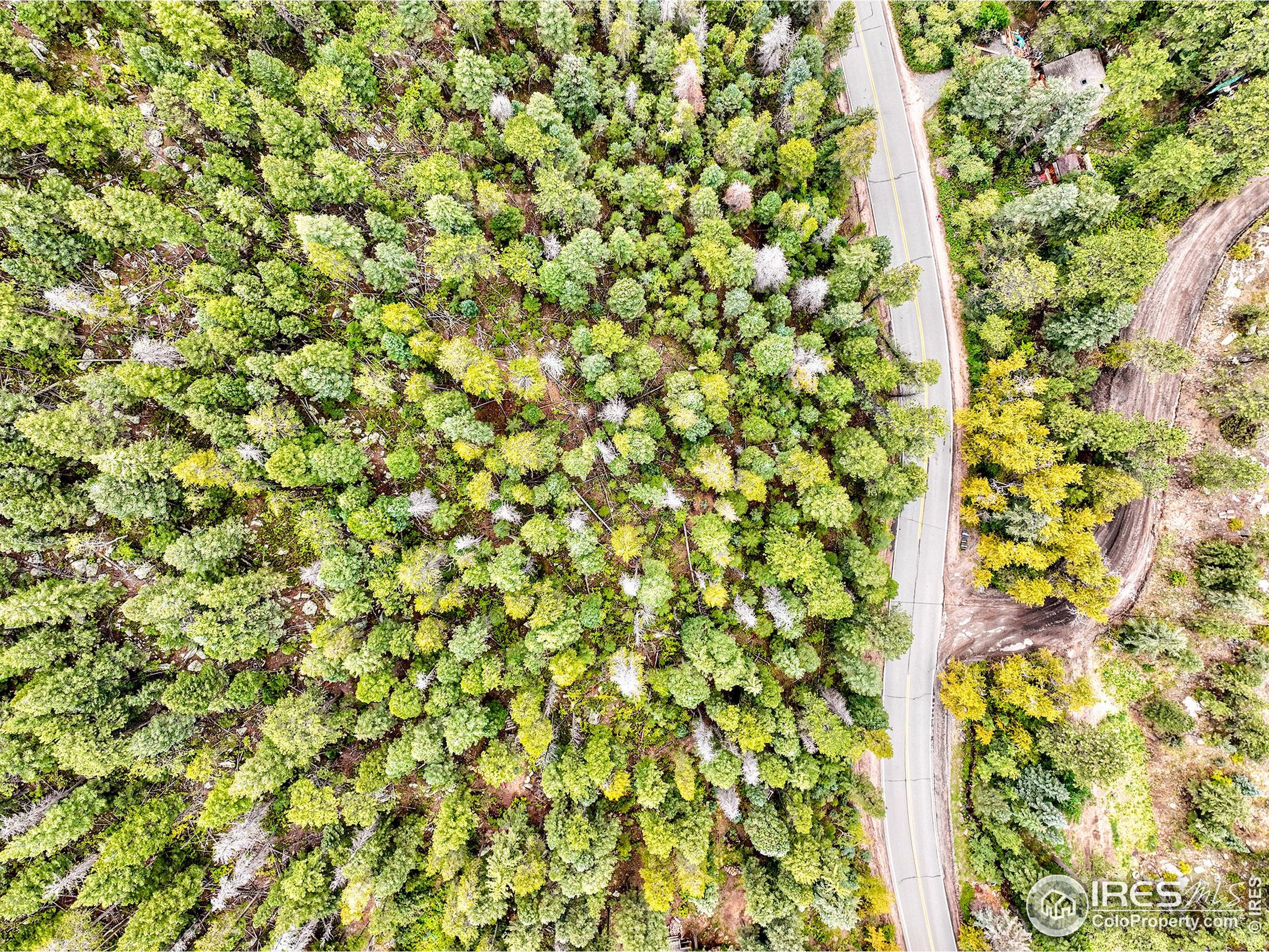 10862 Twin Spruce Road Golden, CO 80403 - Photo 14 of 15 a view of a tree with a plant