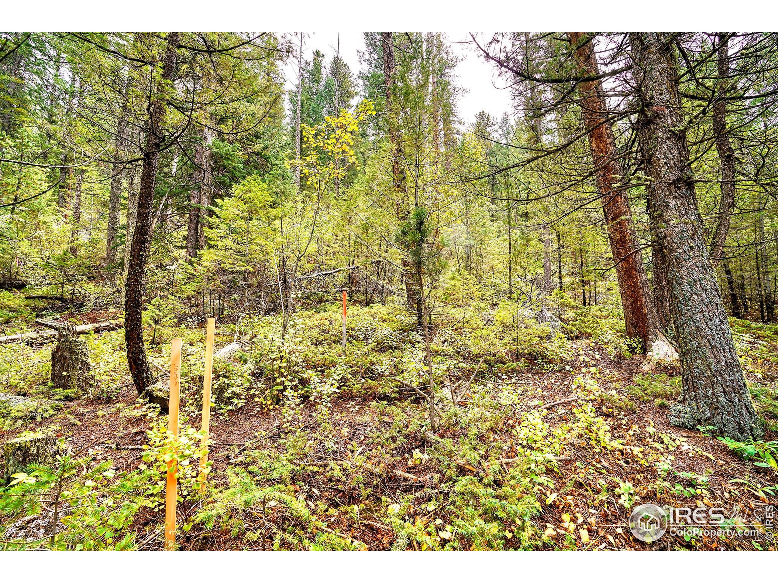 10862 Twin Spruce Road Golden, CO 80403 - Photo 2 of 15 a view of residential houses with trees