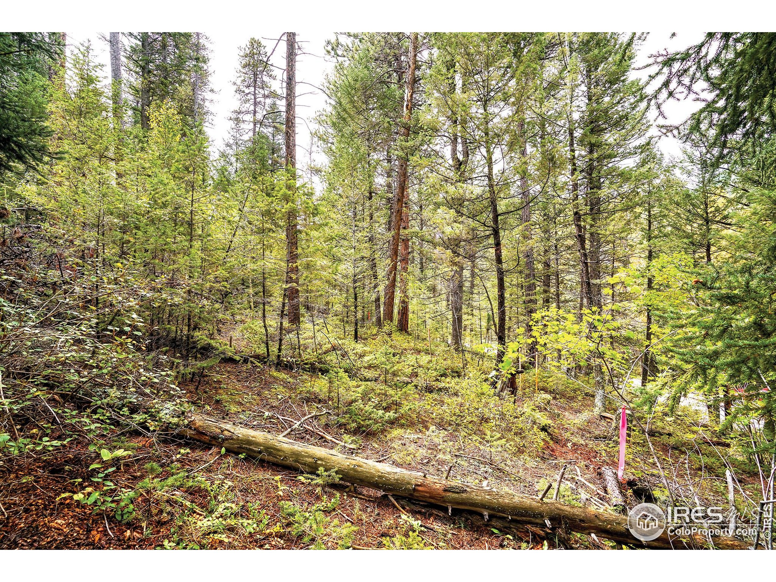 10862 Twin Spruce Road Golden, CO 80403 - Photo 3 of 15 a view of outdoor space and green space
