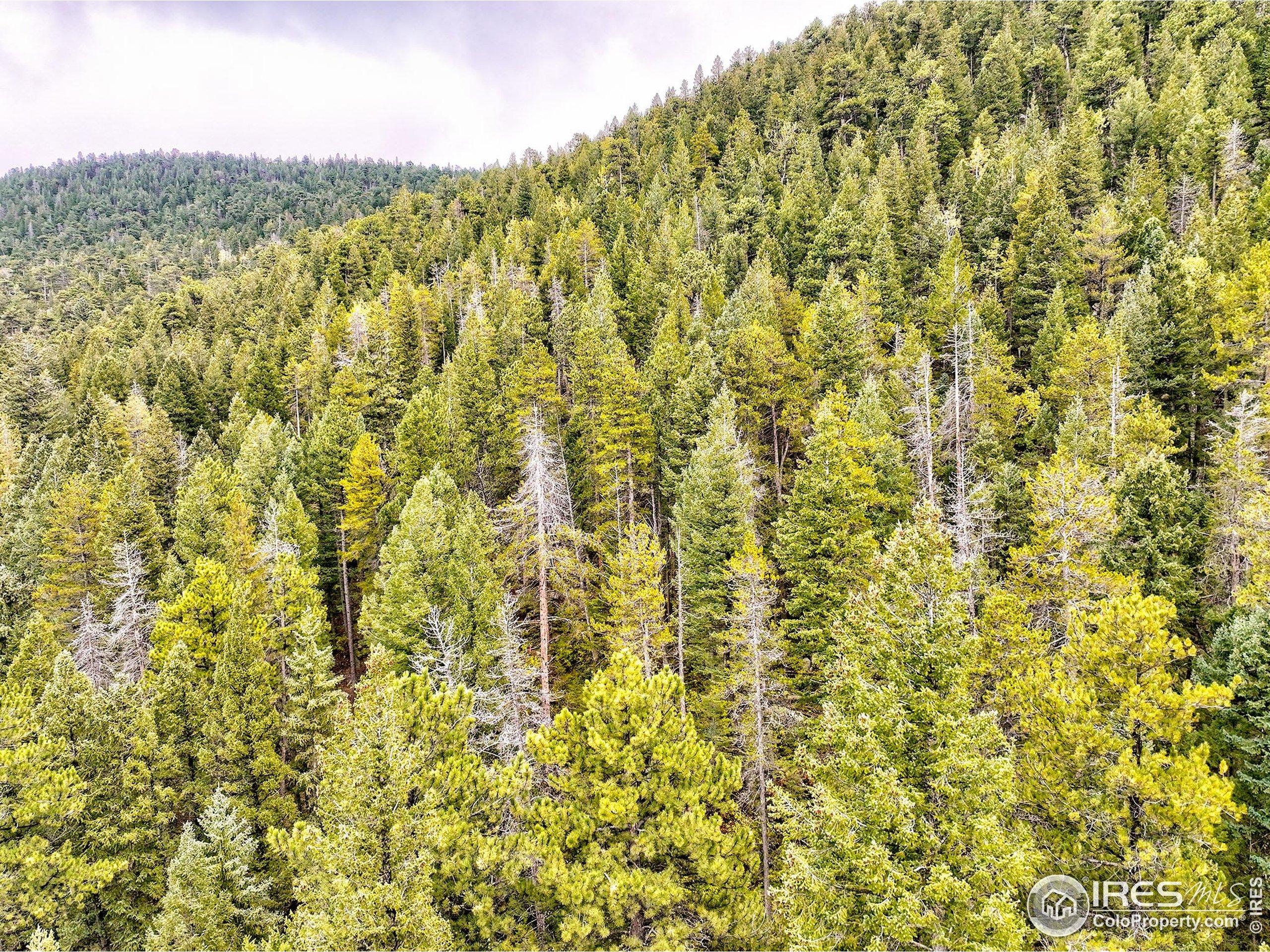 10862 Twin Spruce Road Golden, CO 80403 - Photo 5 of 15