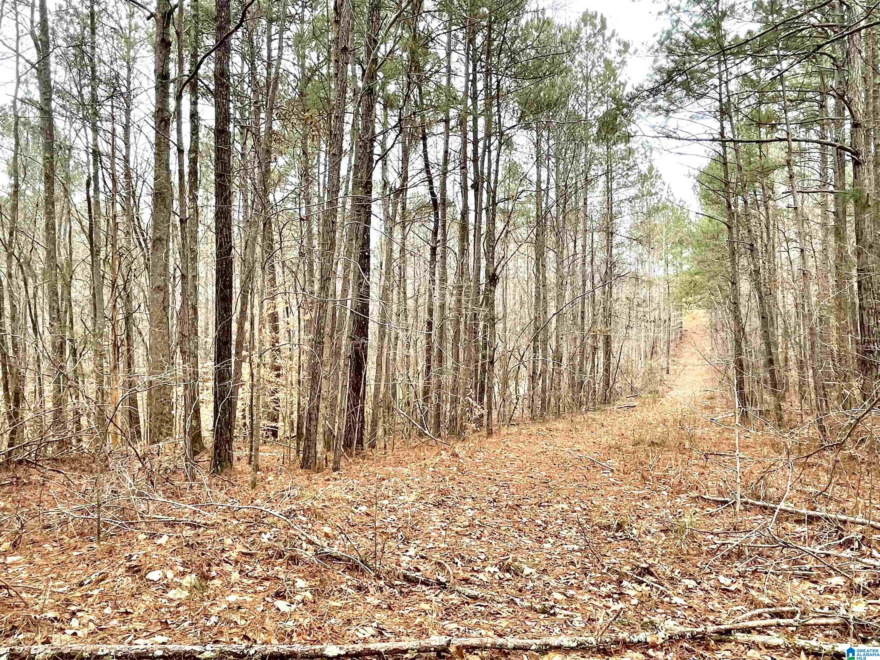 10 County Road Ranburne, AL 36273 - Photo 3 of 4