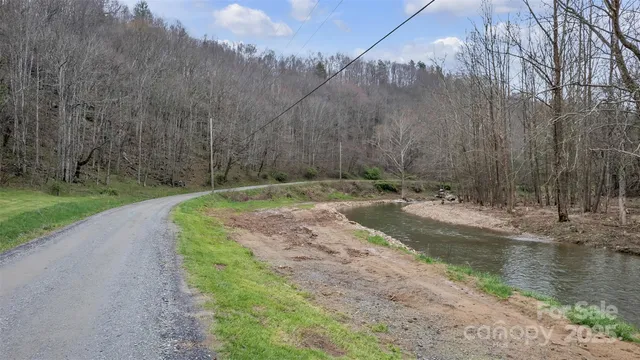 a view of a yard with plants and large trees