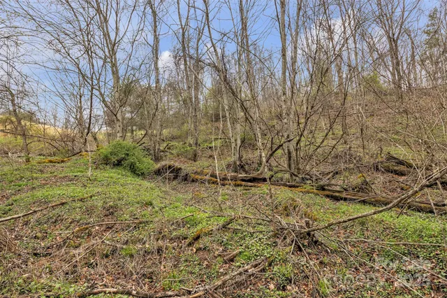 a view of a yard with plants and trees
