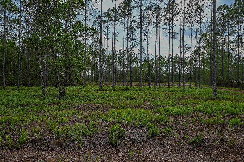 Northeast 150th Avenue Road Fort McCoy, FL 32134 - Photo 31 of 48 Gallery Image 31