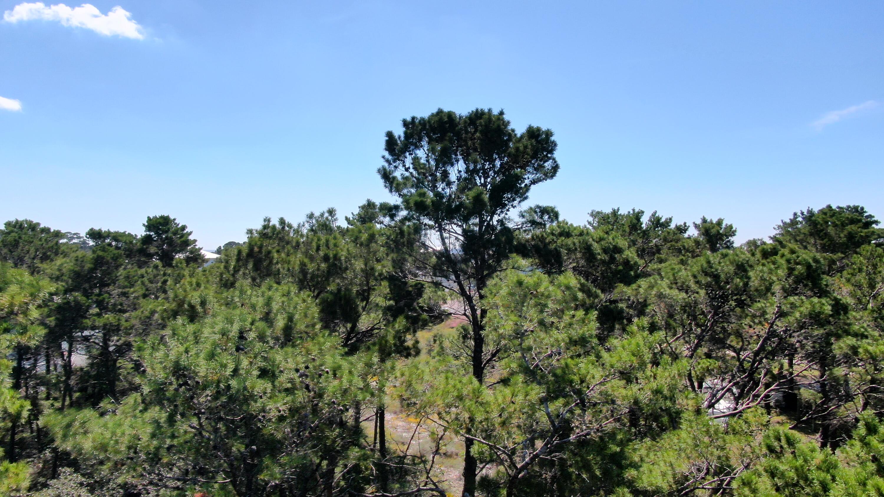 6 Sharlene Ln Inlet Beach Inlet Beach, FL 32461 - Photo 22 of 26 a view of a tree in a field